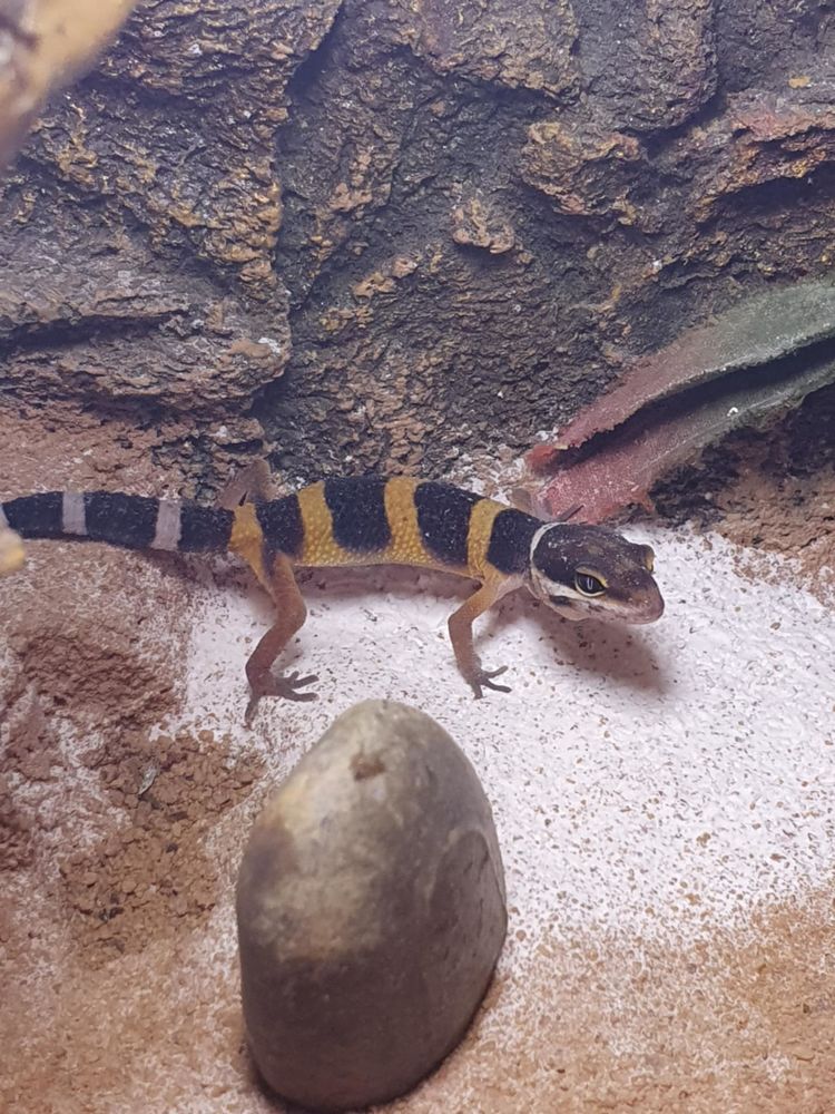 gecko leopard 55 89000 Auxerre