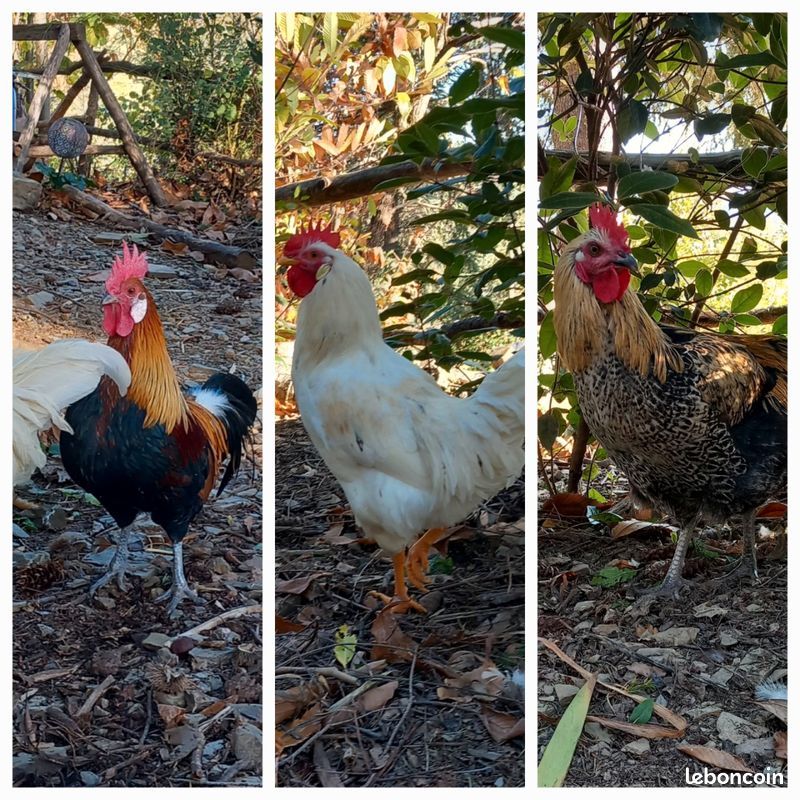 coq 15 30120 Le vigan
