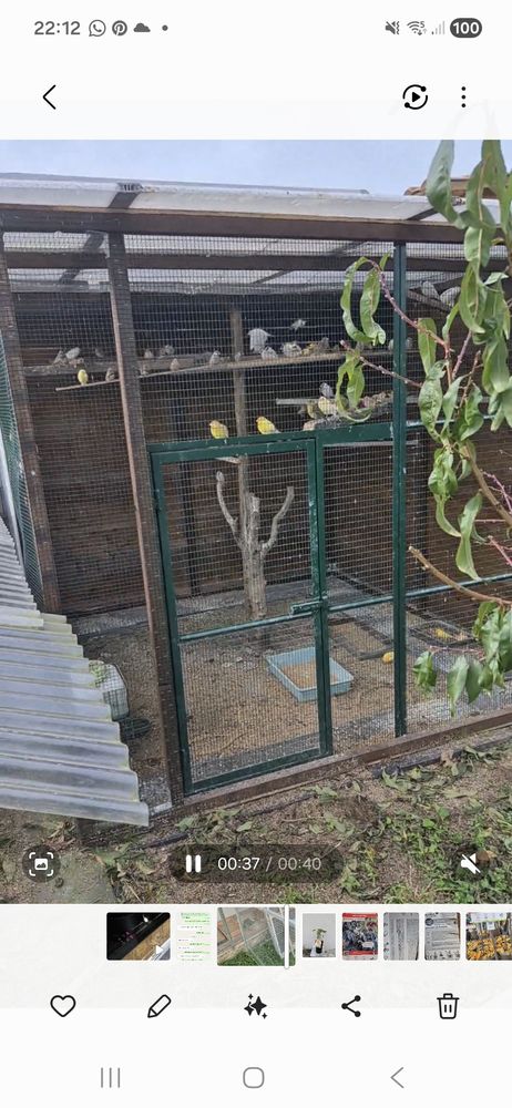 Perruche 0 93370 Montfermeil