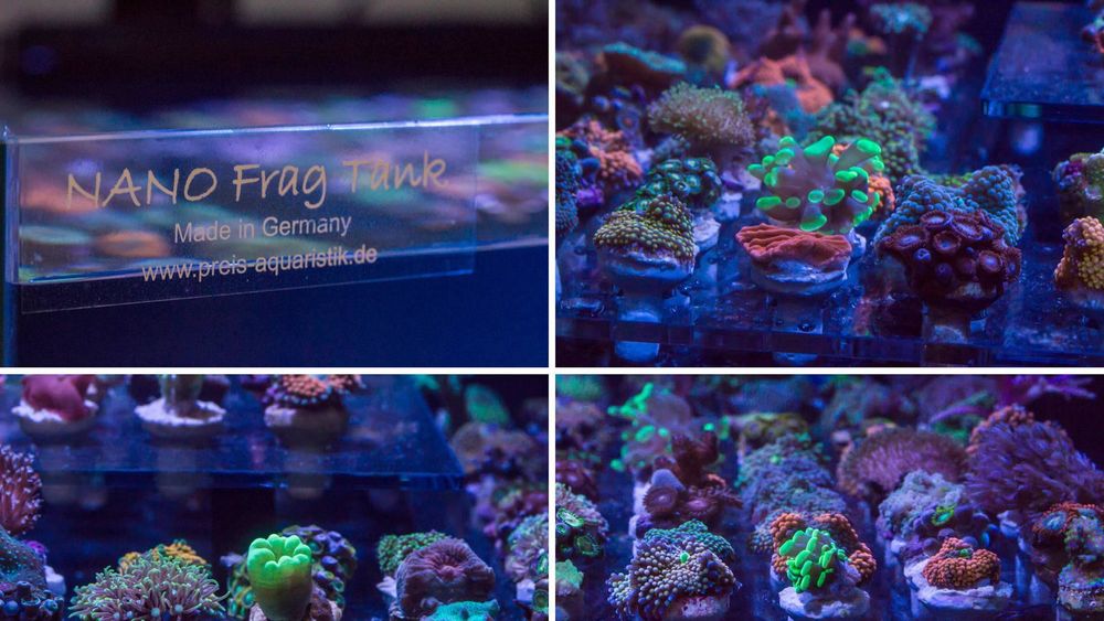 Boutures de coraux
1 78640 Neauphle-le-vieux