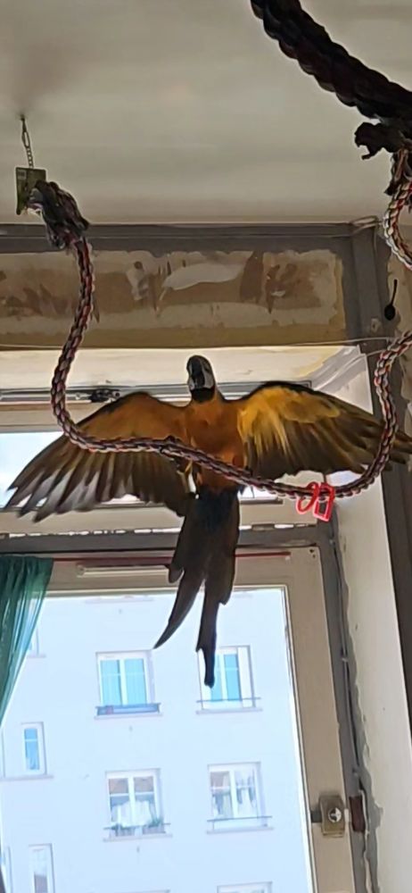 Recherche achat perroquet ara bleu m&acirc;l
Pour ma femelle de 3 0 69100 Villeurbanne