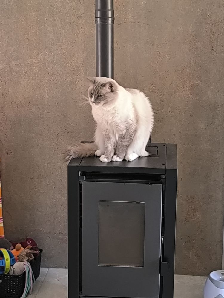 Ragdoll 1000 70300 Froideconche