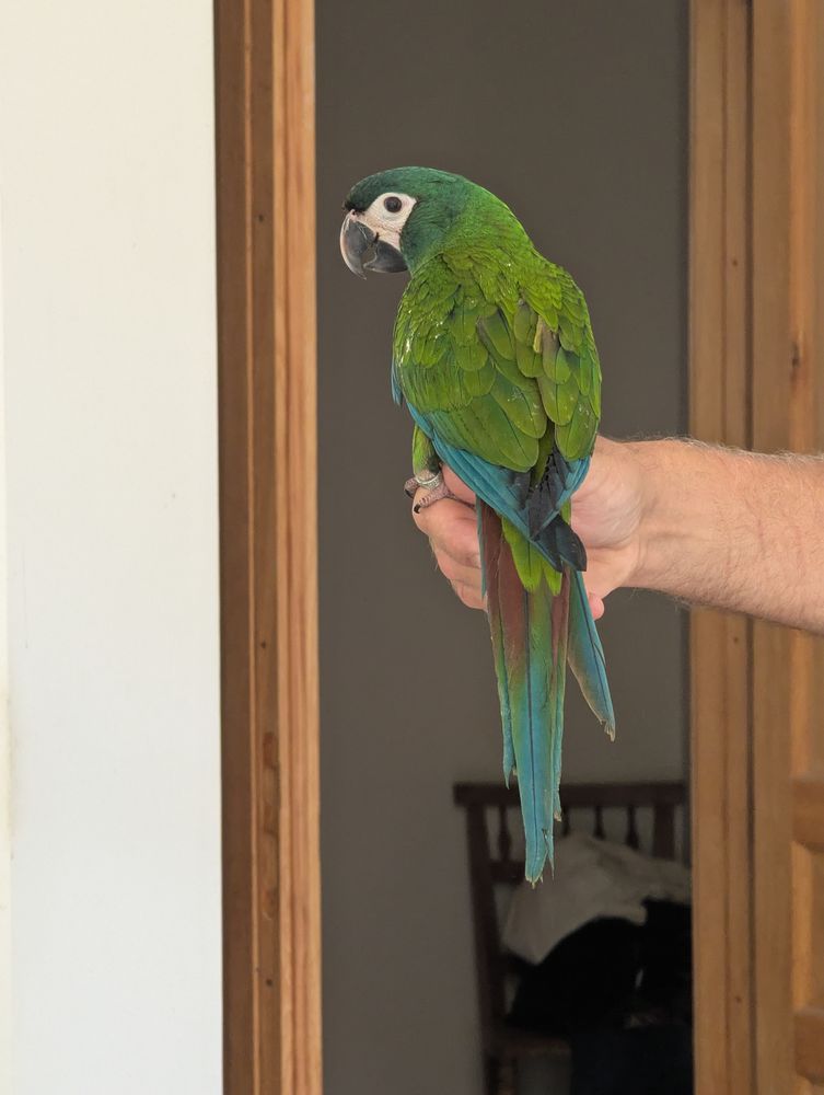 ARA D'ILLIGER / MARACANA 850 37000 Tours