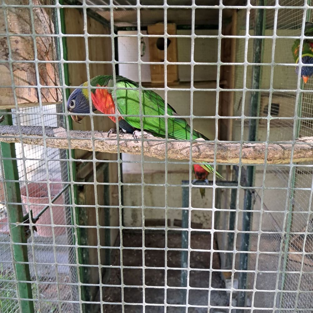 Loris de Swinson 170 40360 Donzacq