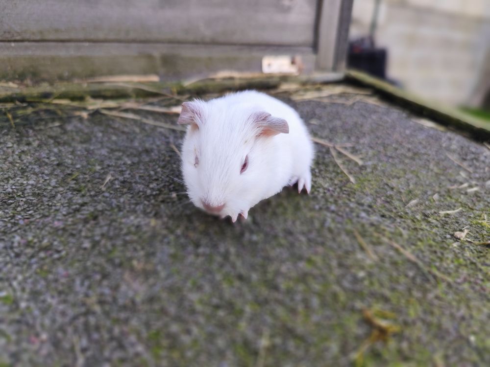 B&eacute;b&eacute; cochon d'Inde m&acirc;le 20 77450 Montry