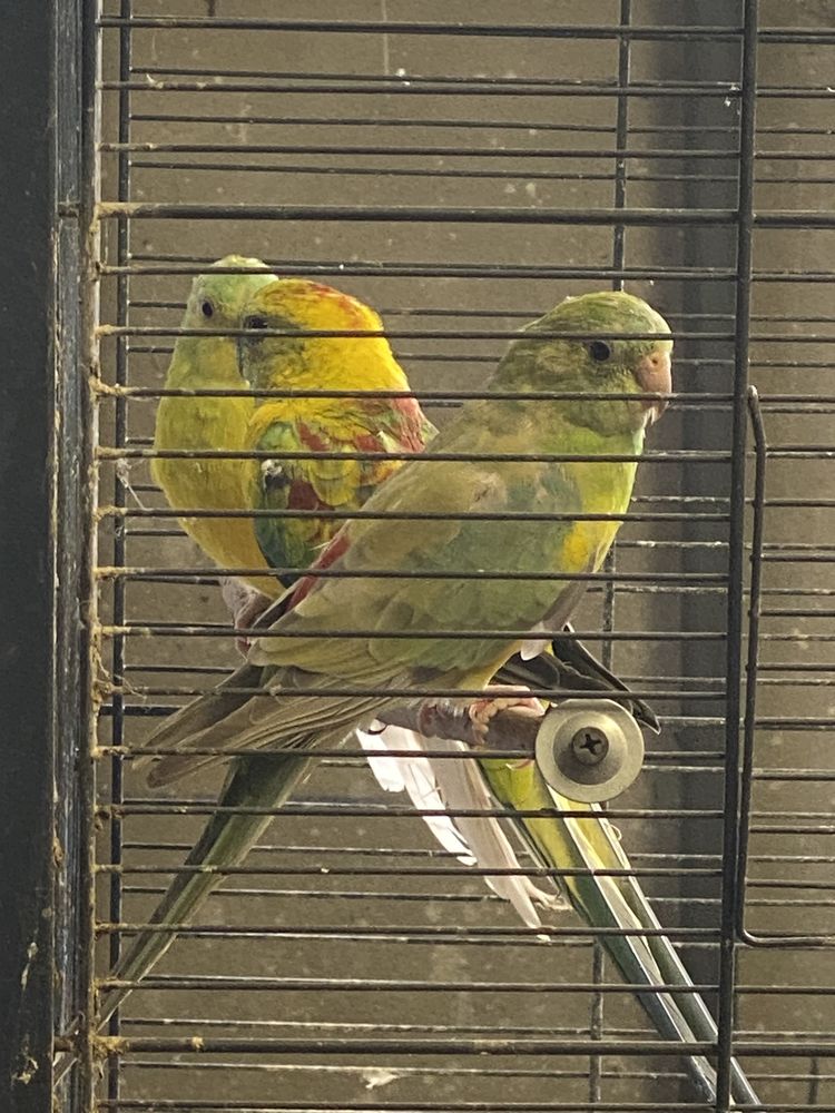 Perruche &agrave; Croupions rouge 25 77181 Courtry