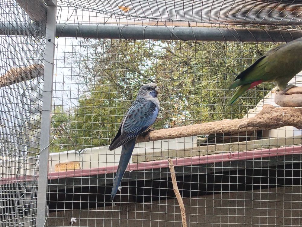 Perruche de pennant 80 42560 Saint-jean-soleymieux