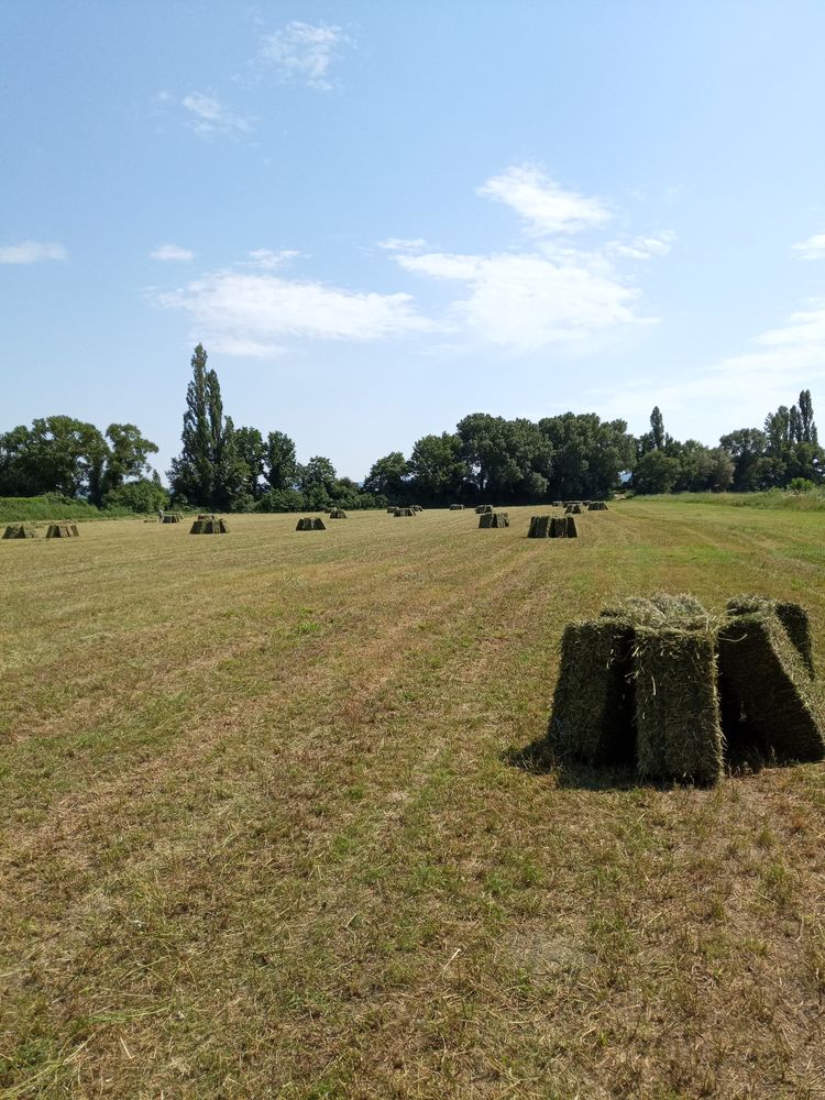 fourrage . foin  .pour chevaux petit ballot de 18 &agrave; 22kg 3 26740 Sauzet