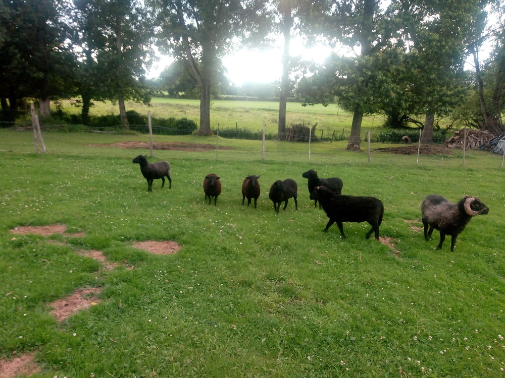 don de jeunes b&eacute;liers. 0 56220 Malansac