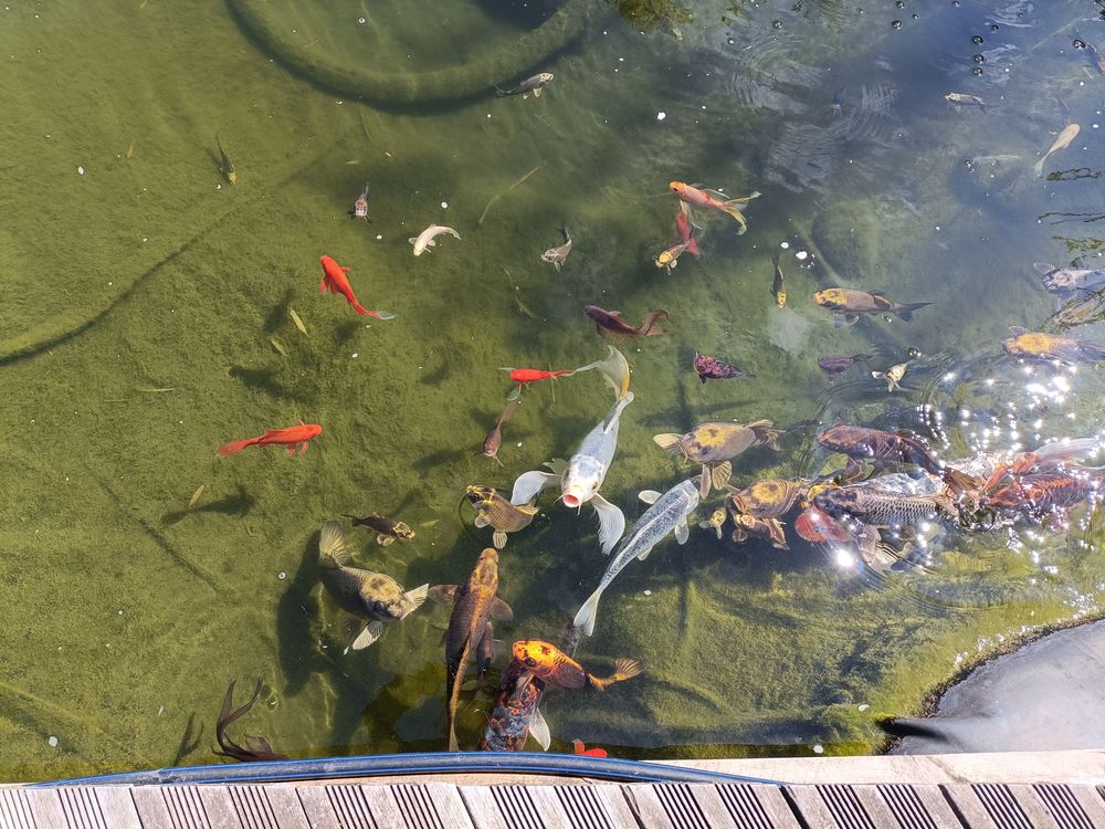 carpes koi et poisson de bassin 
30 57155 Marly