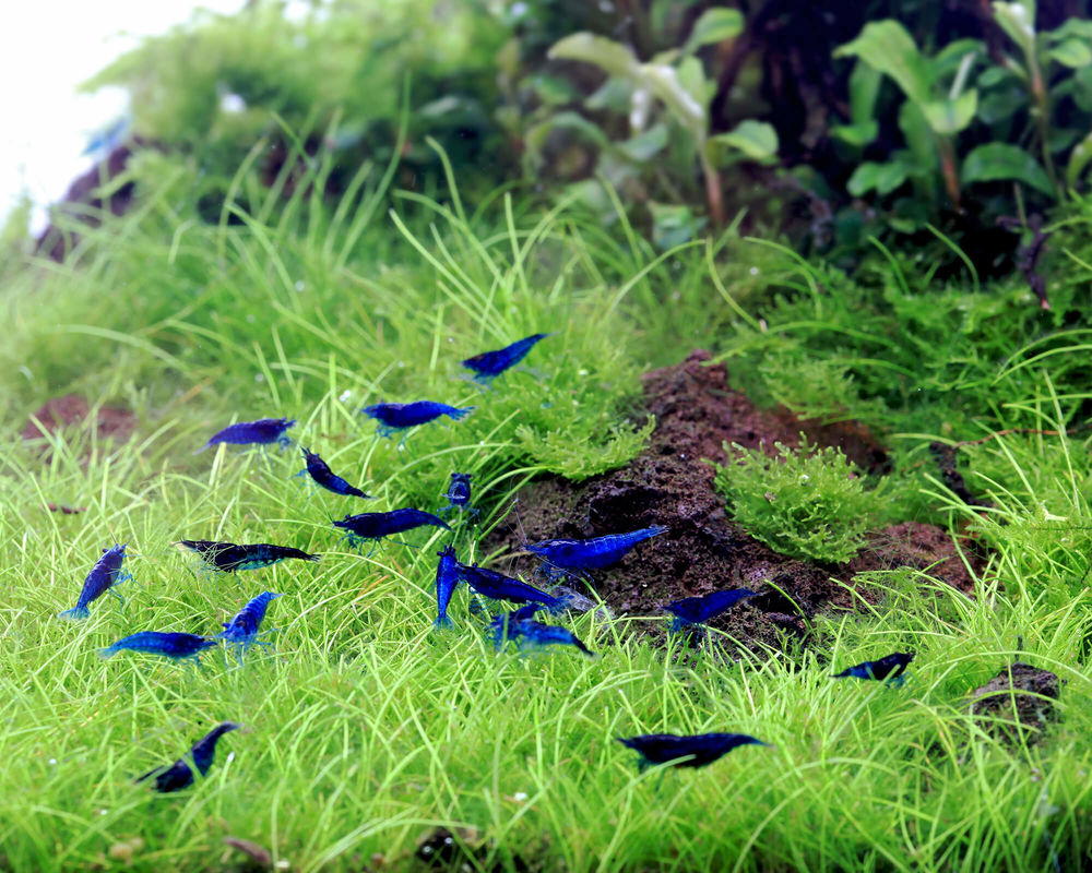 Crevettes bleues 3 06000 Nice