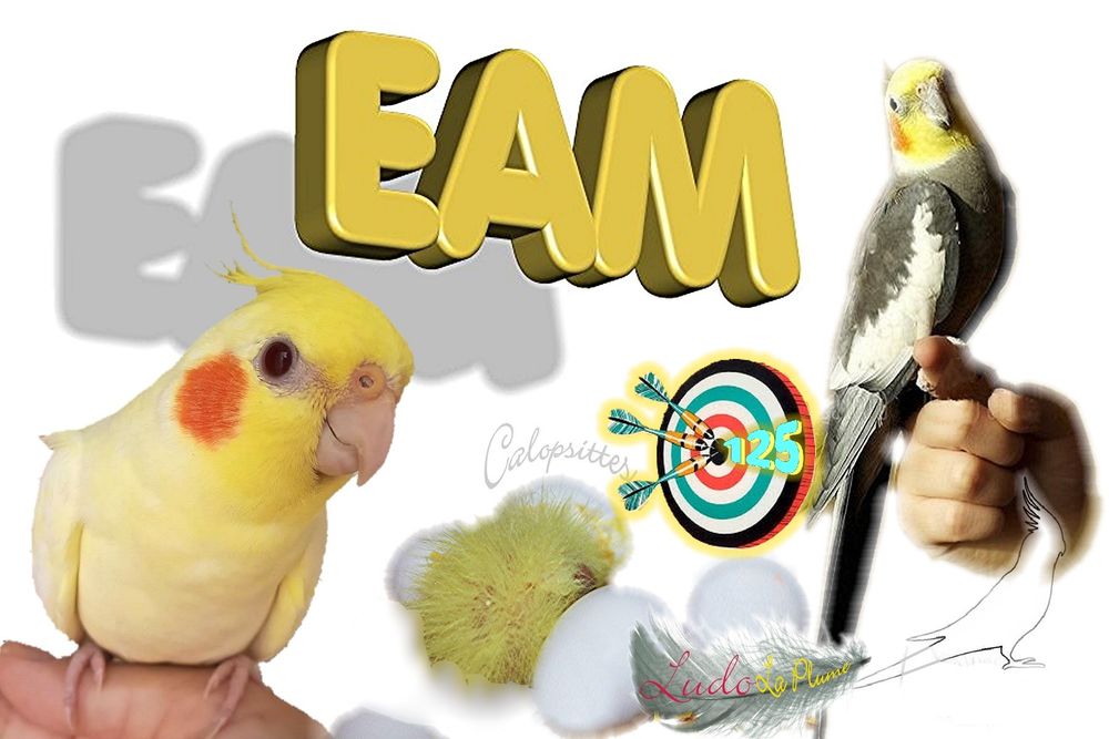Oiseaux Calopsittes apprivois&eacute;es (EAM) 125 62730 Marck