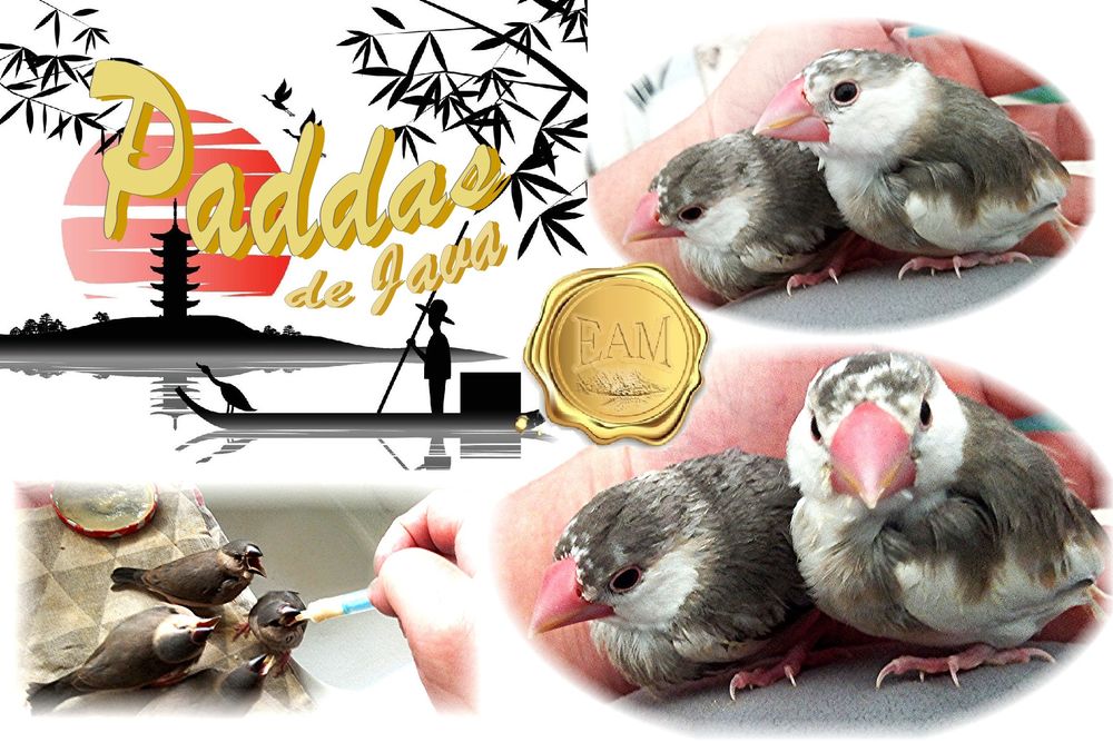 Paddas de Java  EAM 110 62730 Marck