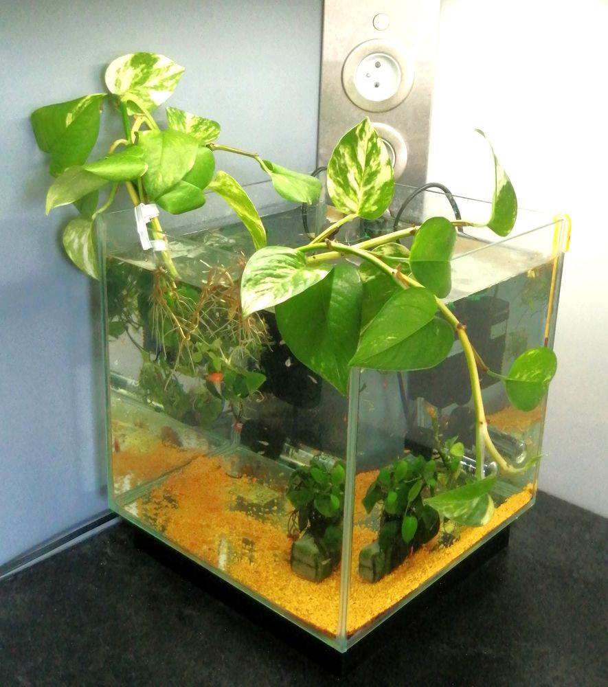 Plante aquatique Pothos pour aquarium et terrarium 3 92800 Puteaux