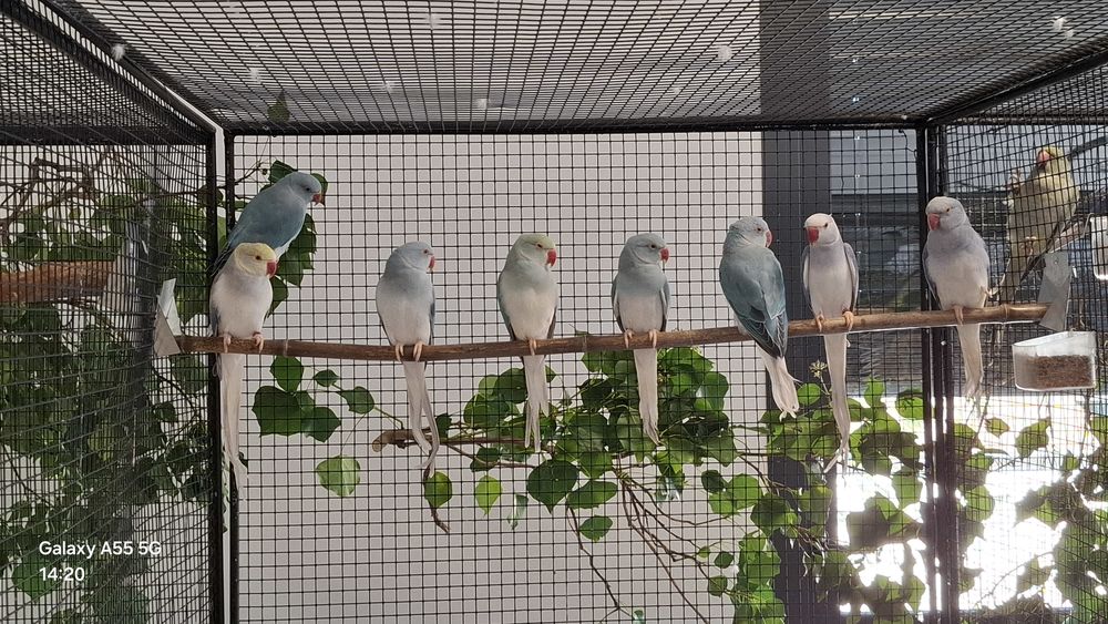 C&egrave;de perruches collier d'Asie 160 07530 Genestelle