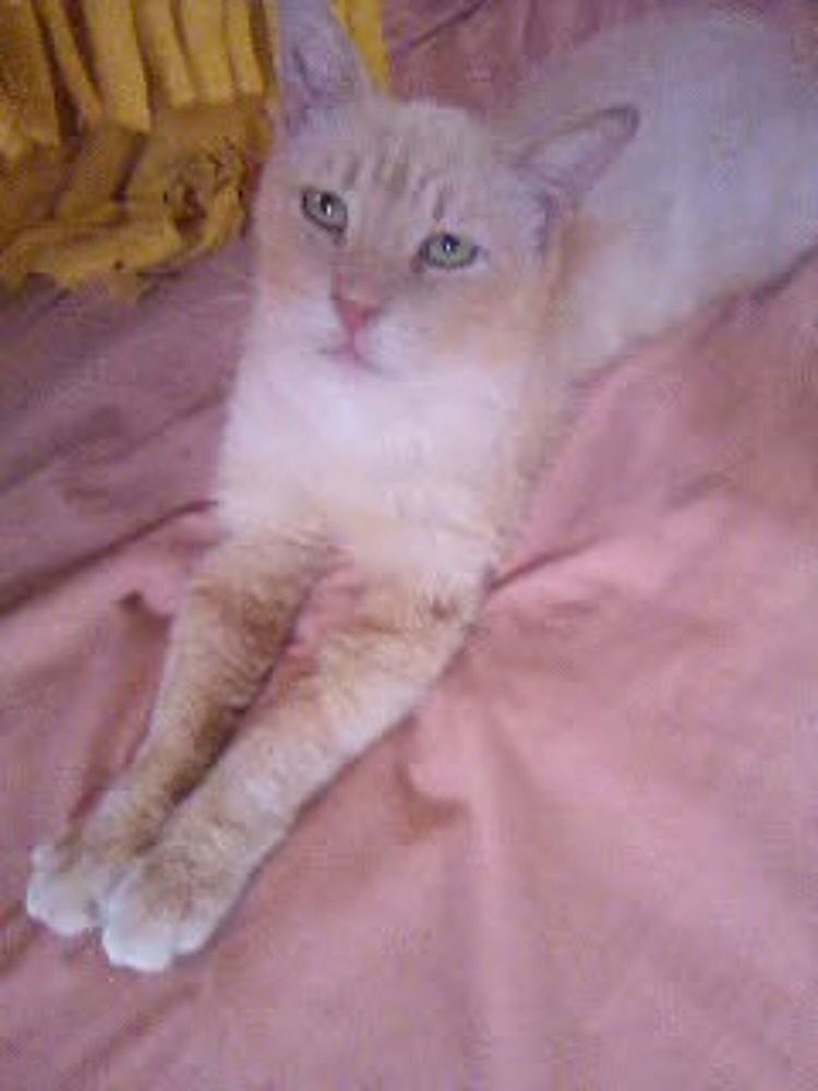 Chat m&acirc;le adulte &agrave; adopter sur Marseille 0 13004 Marseille