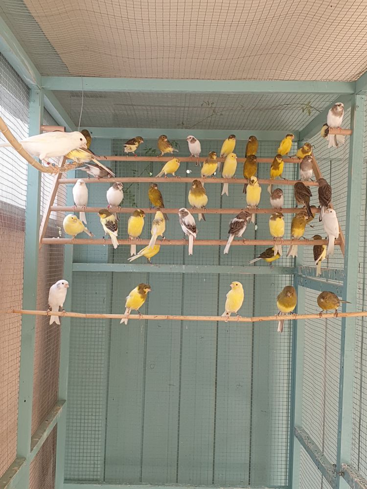 Canaris timbrado chanteur 0 66250 Saint-laurent-de-la-salanque