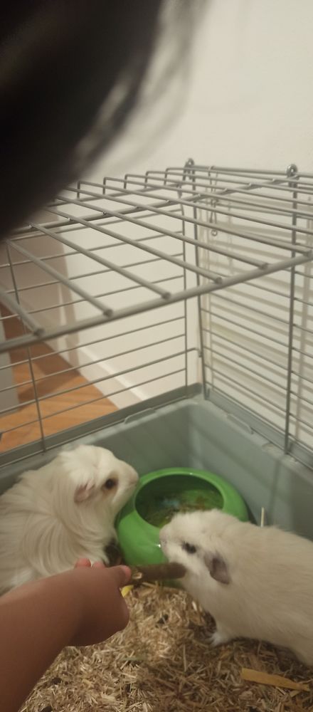 2 petit couchons d' inde blanche,age 6mois 100 38130 �chirolles