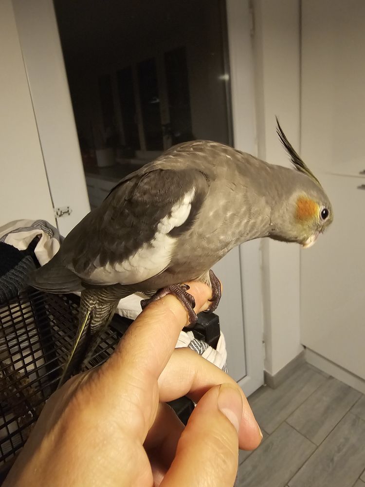 Calopsitte EAM 100 44230 Saint-s�bastien-sur-loire