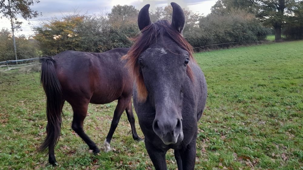 layla ds arabians 0 03230 Beaulon