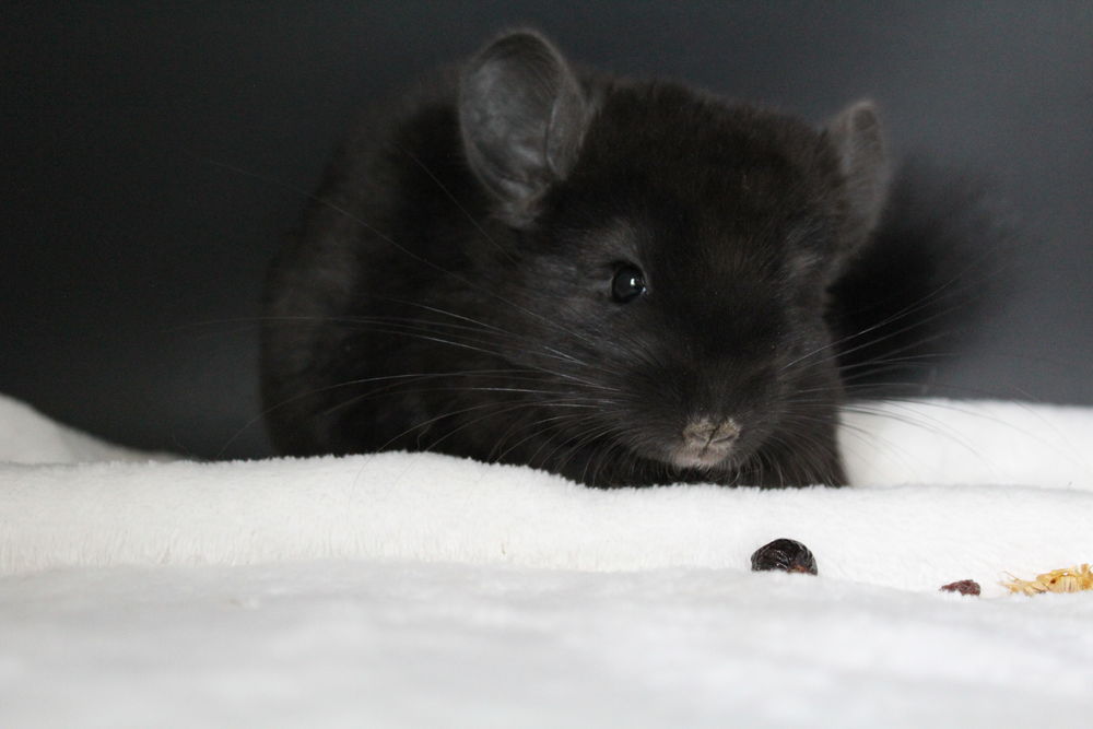 Femelles chinchillas &agrave; r&eacute;server 300 28350 Dampierre-sur-avre