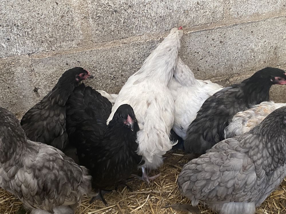 Poules et coqs orpington 18 56540 Le croisty