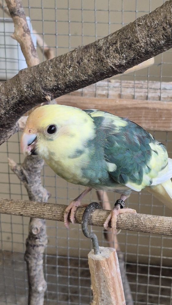 Kakariki (m&acirc;le et femelle) n&eacute;s en 2025. 40 22940 Plaintel