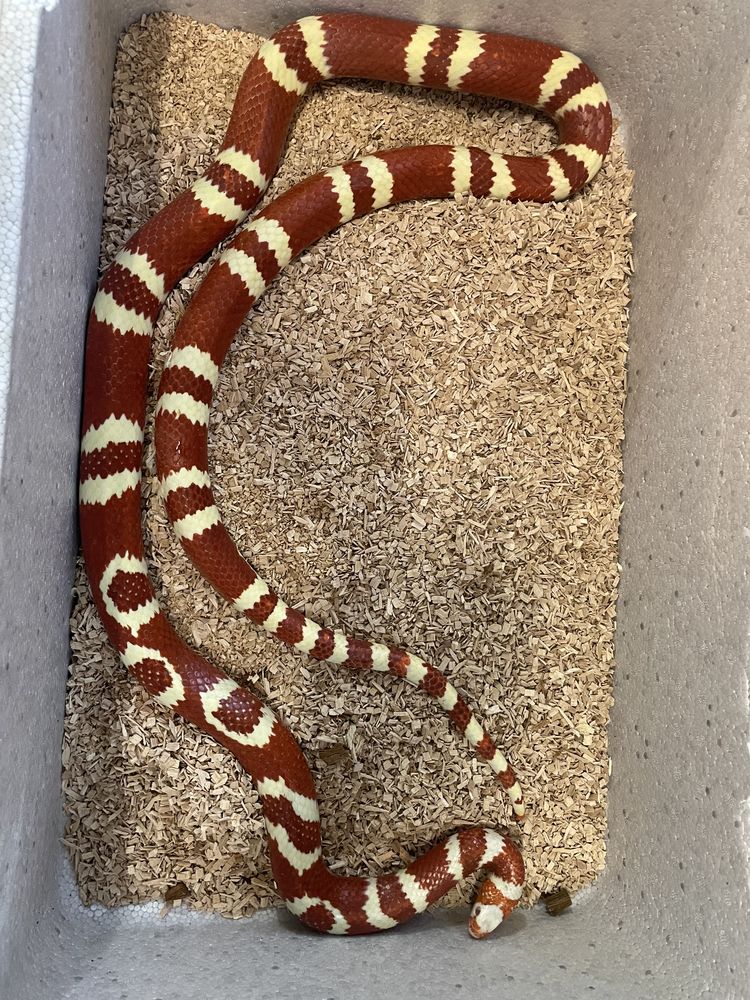 Couple lampropeltis 220 30000 N�mes
