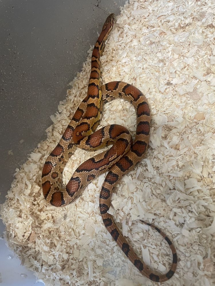 Pantherophis guttatus 30 30000 N�mes