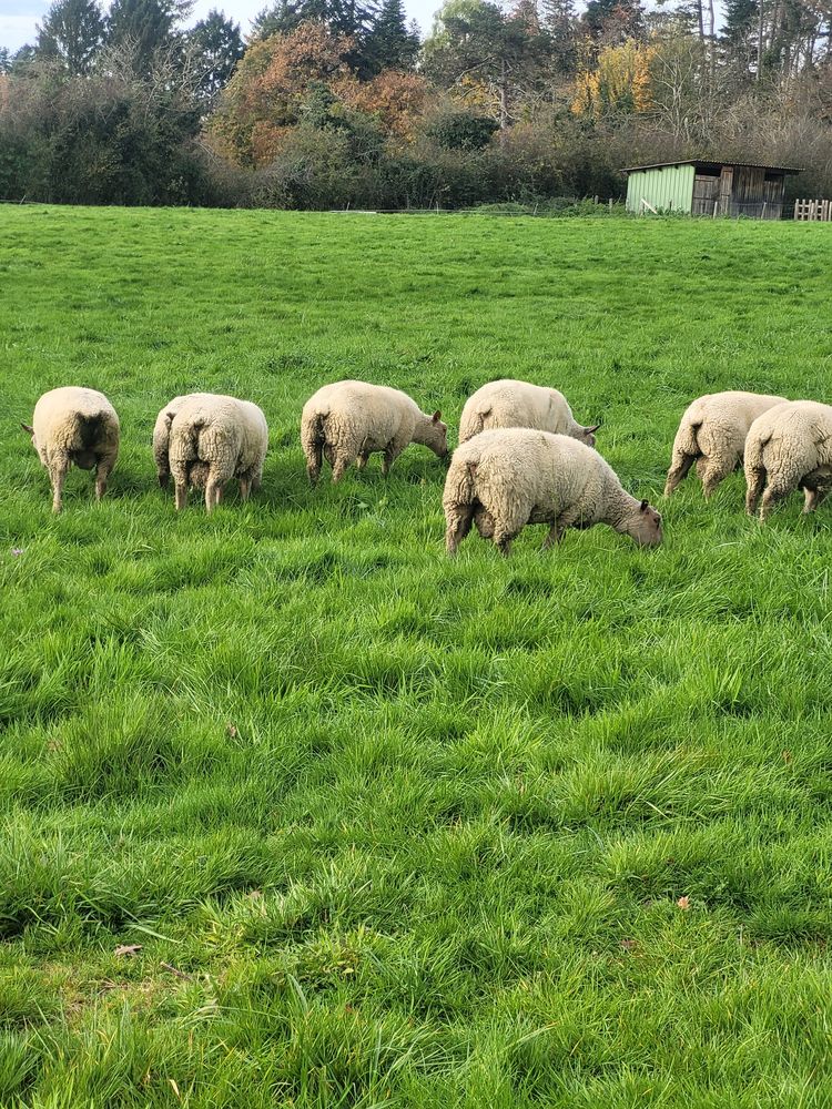 B&eacute;lier charollais. 350 71120 Charolles