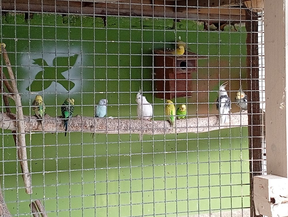 Perruches toutes couleurs 5 