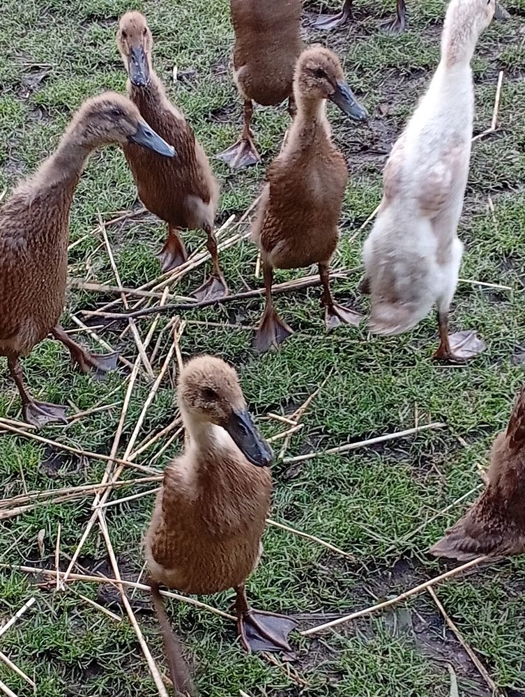 Canards coureurs indiens 10 80390 Fressenneville