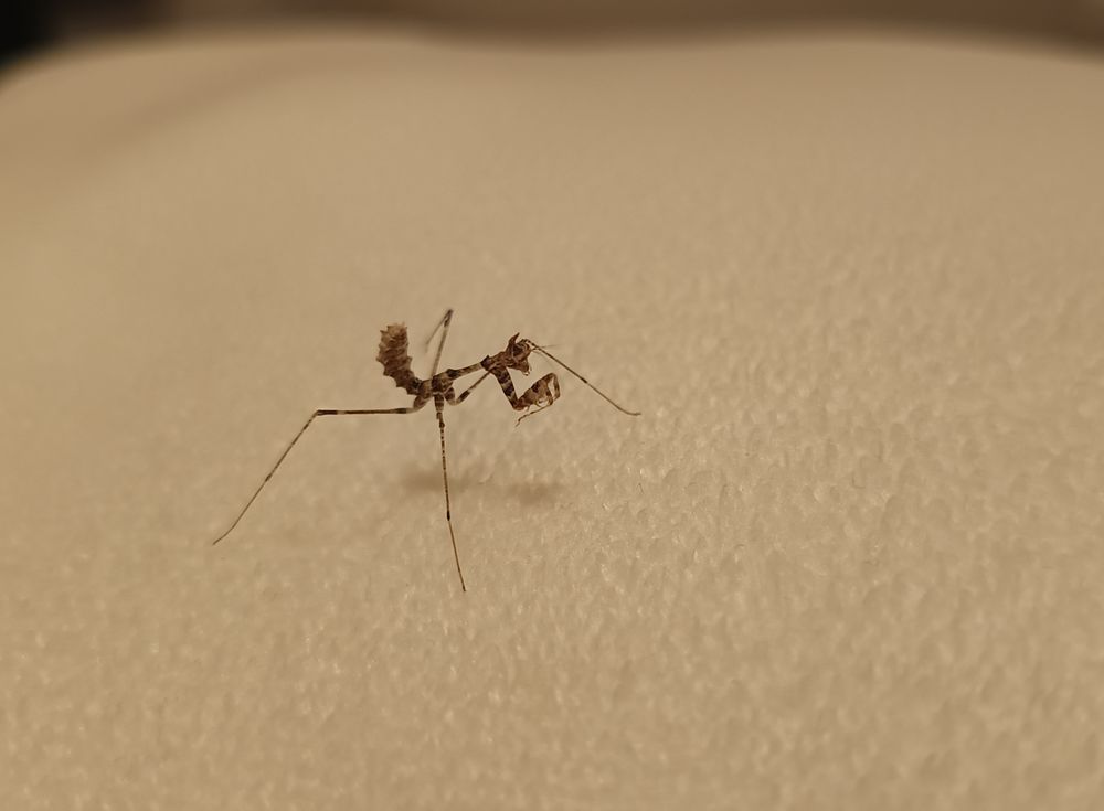 Mante religieuse sybilla pretiosa L3 L4 insecte 6 80440 Glisy