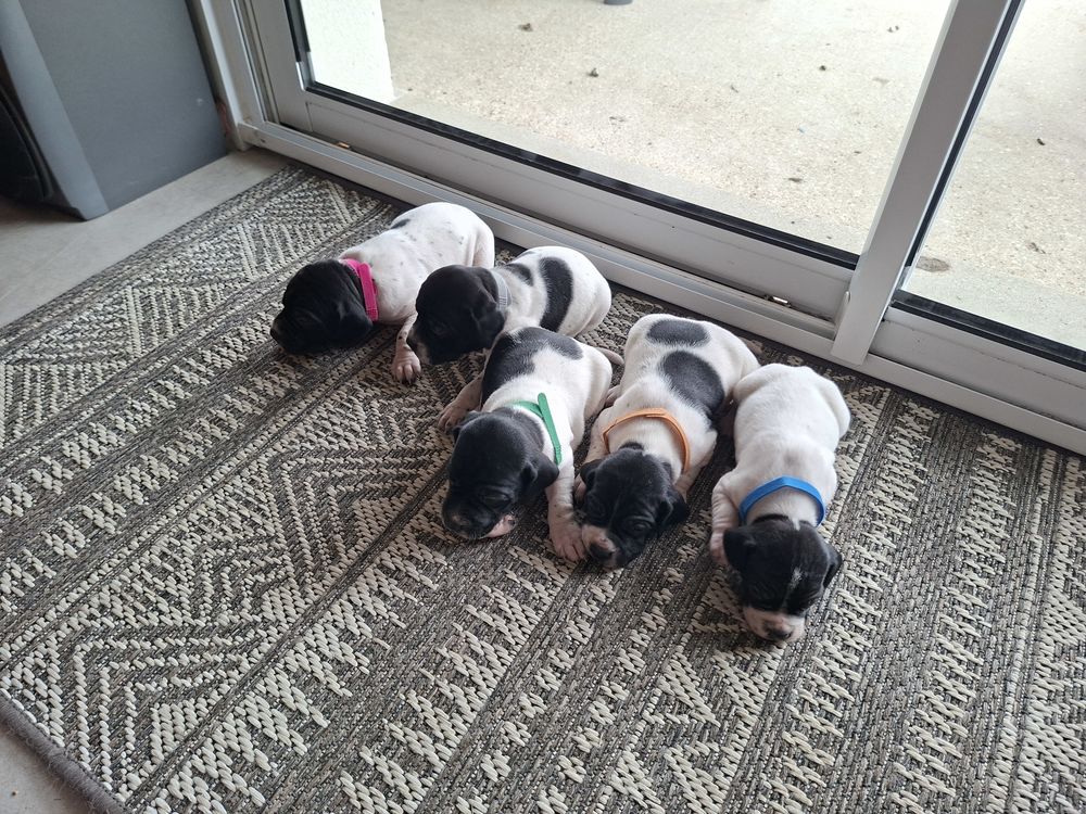 chiot pointer anglais 1000 45600 Viglain