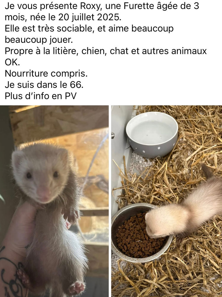 Furette &agrave; adopter 350 66000 Perpignan