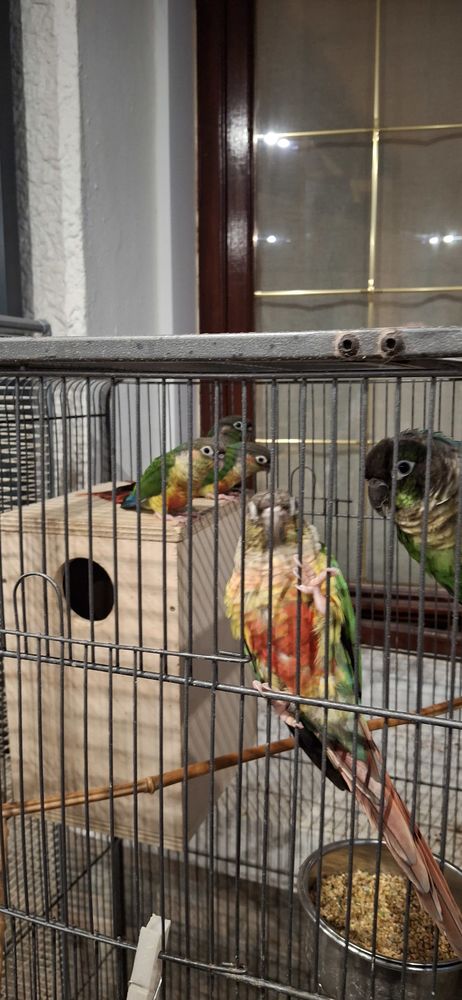 Pyrrhura molinea m&acirc;le 50 85360 La tranche-sur-mer