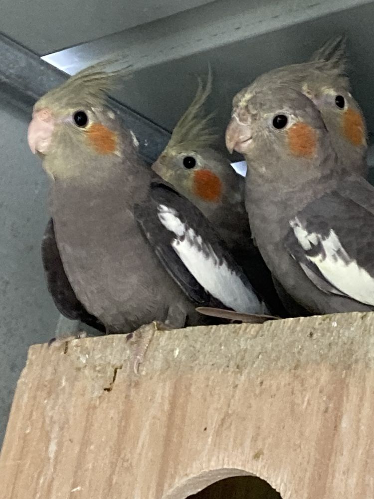 B&eacute;b&eacute; Calopsite ne au mois d'ao&ucirc;t 2025 30 35600 Redon