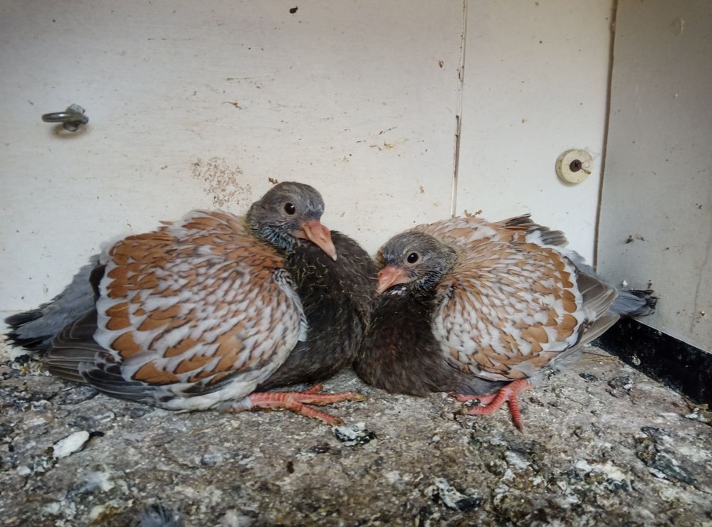 Pigeons pur race 
Sottobanca 
Cauchois 0 62000 Arras