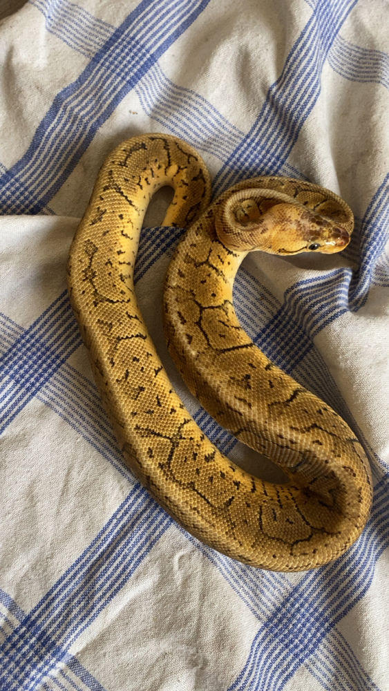 Python regius 80 03100 Montlu�on