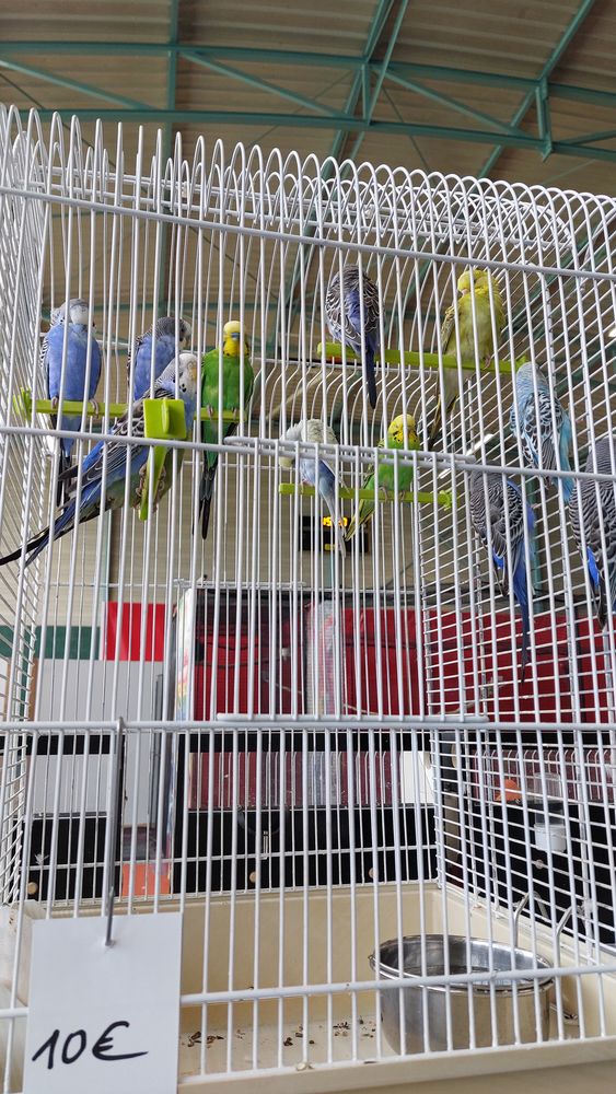 perruches multicolores 10 44850 Le cellier