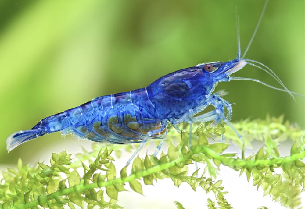 Crevettes bleues 25 44640 Le pellerin