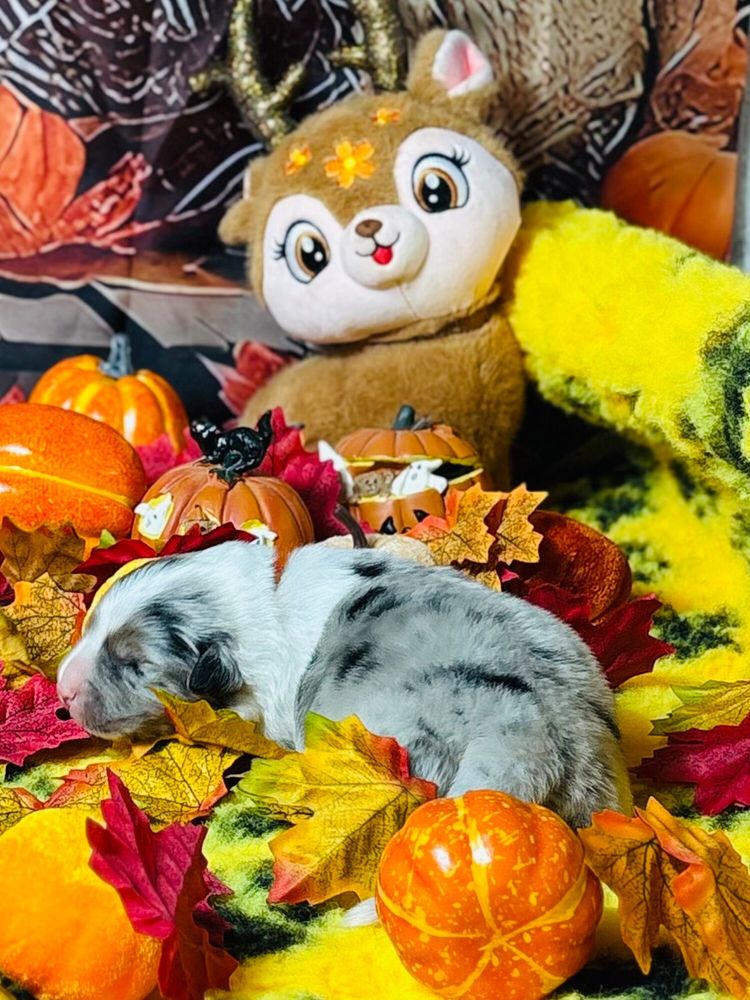 
Chiots Bergers Australiens LOF &agrave; r&eacute;server
1500 