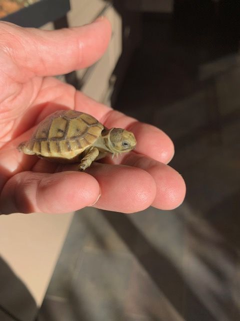 Tortue terrestre juv&eacute;nile de 2 mois tr&egrave;s sociable 100 69800 Saint-priest