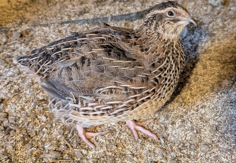 Cailles du Japon 5 71310 Serley