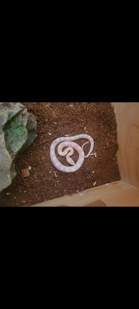 Serpent pantherophis 60 66000 Perpignan