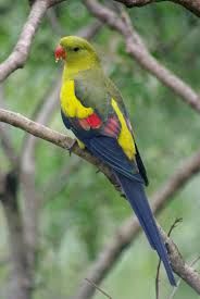 perruche m&eacute;lanure 0 16270 Roumazi�res-loubert