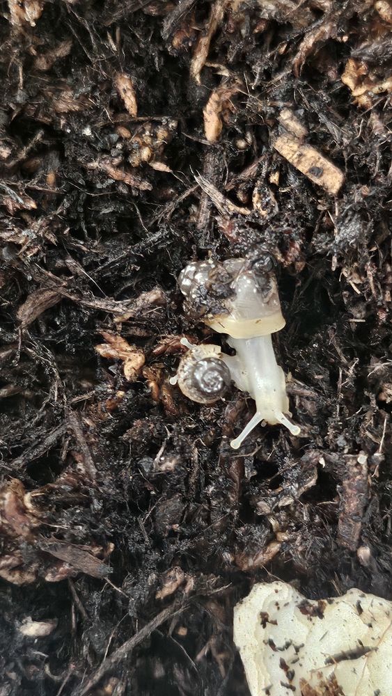 Lisachatina+Fulica+White+jade 5 57160 Moulins-l�s-metz