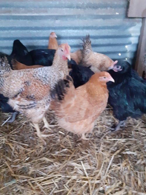 Jeunes couples Marradunia 25 27400 Canappeville