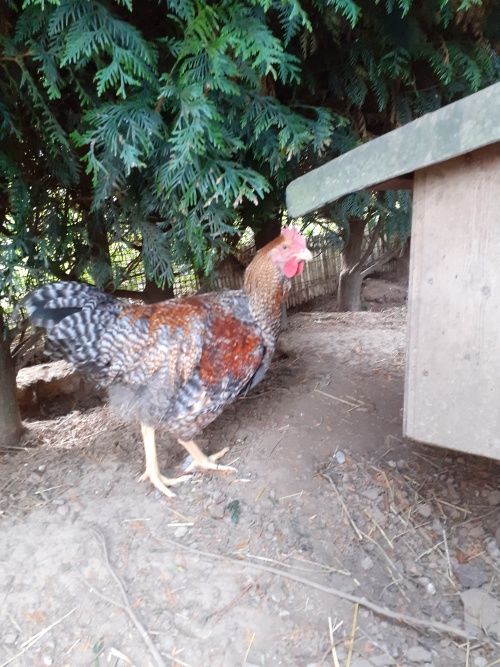 Coqs Bielfelder 20 27400 Canappeville