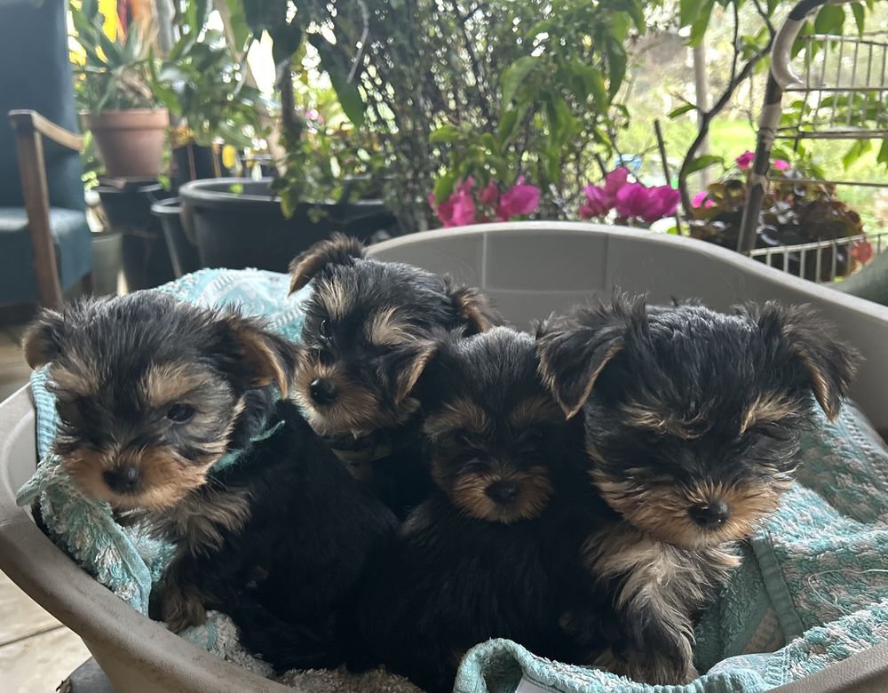 B&eacute;b&eacute; yorkshire 950 33390 Campugnan